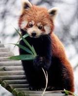 Red panda Pictures, Images and Photos