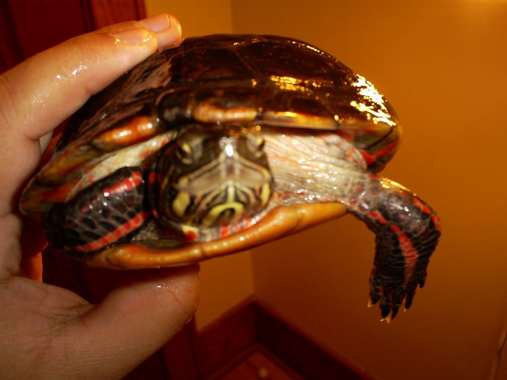Painted turtle with Skin Fungus/disease? Big Pond Turtle Forum