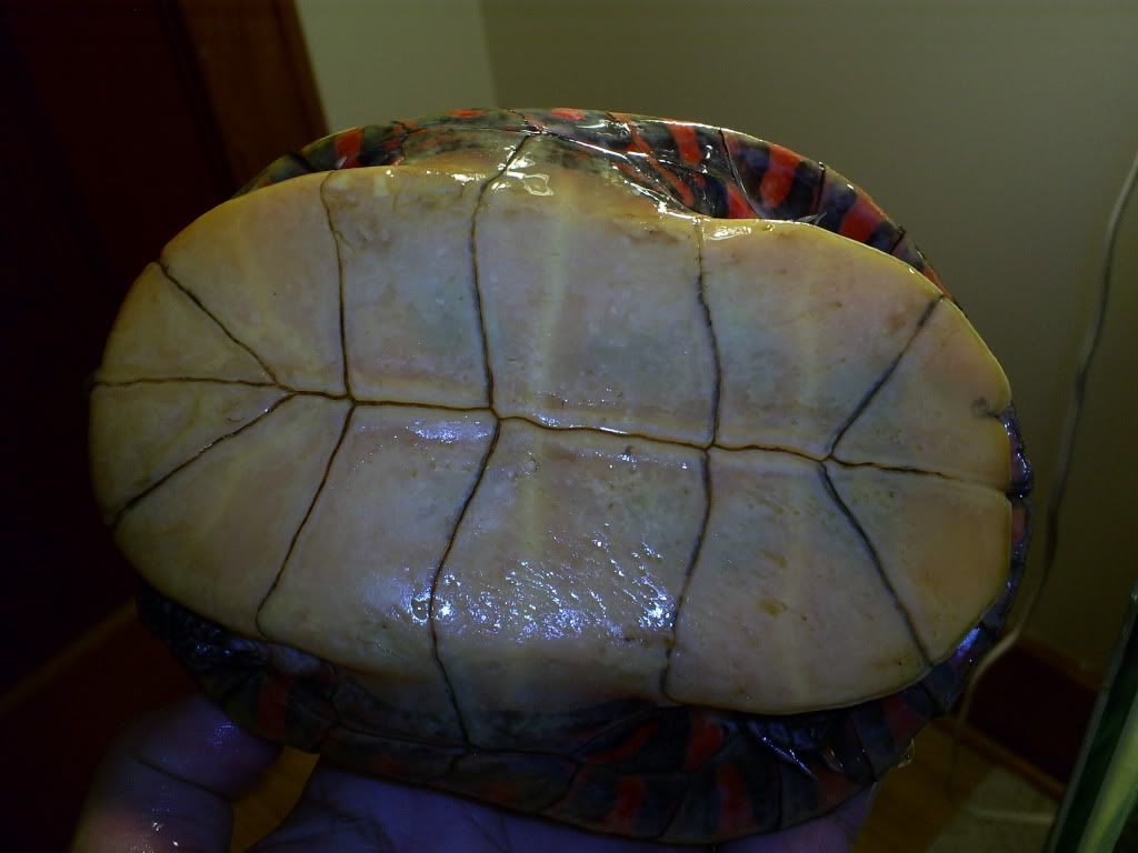 Painted turtle with Skin Fungus/disease? Big Pond Turtle Forum