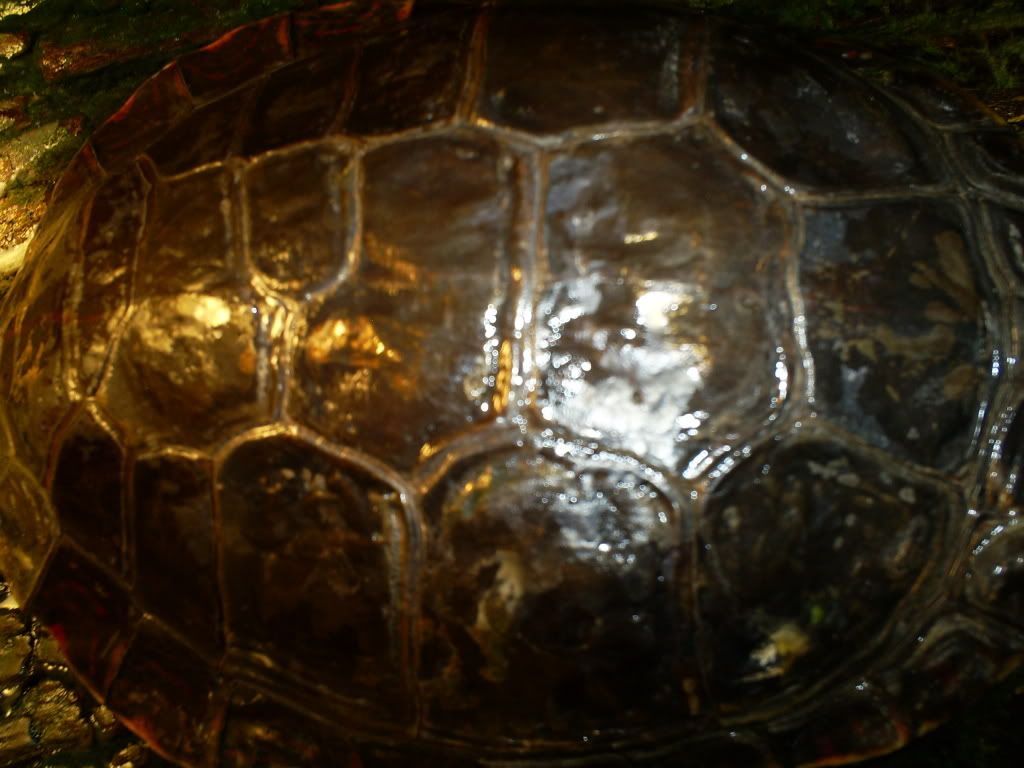 Painted turtle with Skin Fungus/disease? Big Pond Turtle Forum
