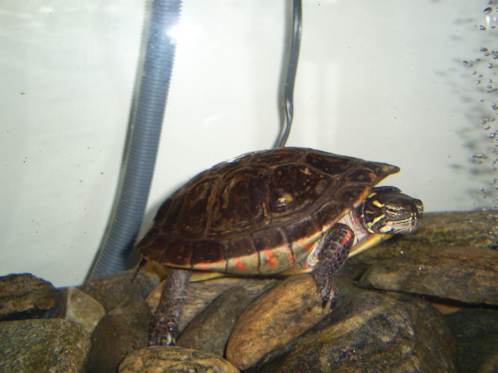 Painted turtle with Skin Fungus/disease? Big Pond Turtle Forum