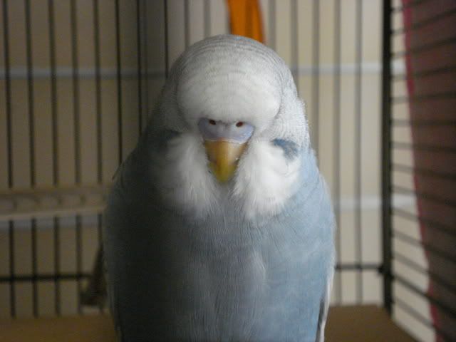 DSC01033.jpg?t=1255586504