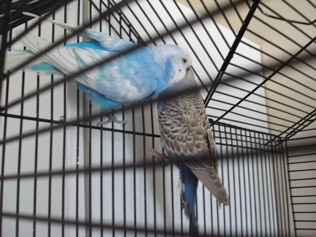 DSC01160.jpg?t=1256019490