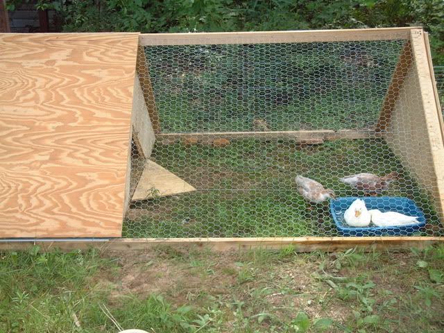 Duck Pen | ducks | Duck pens, Outdoor, Permaculture