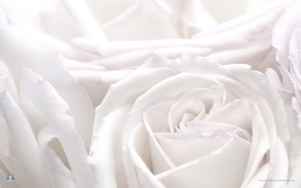 wallpaper white roses. White Roses Wallpaper