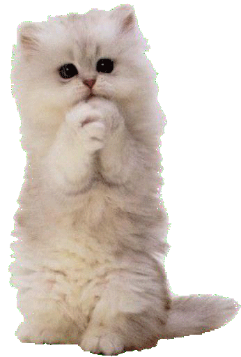41+ Funny Cat Head Png PNG