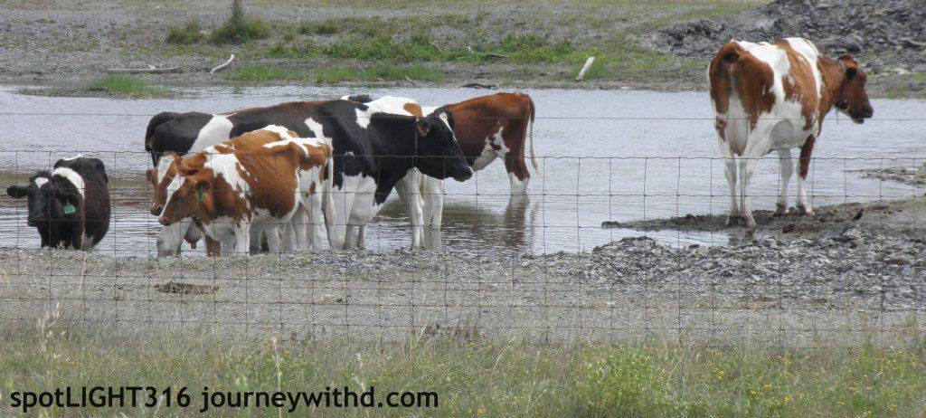 Cows in the Water