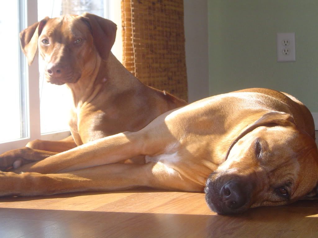 rhodesian ridgeback age first heat