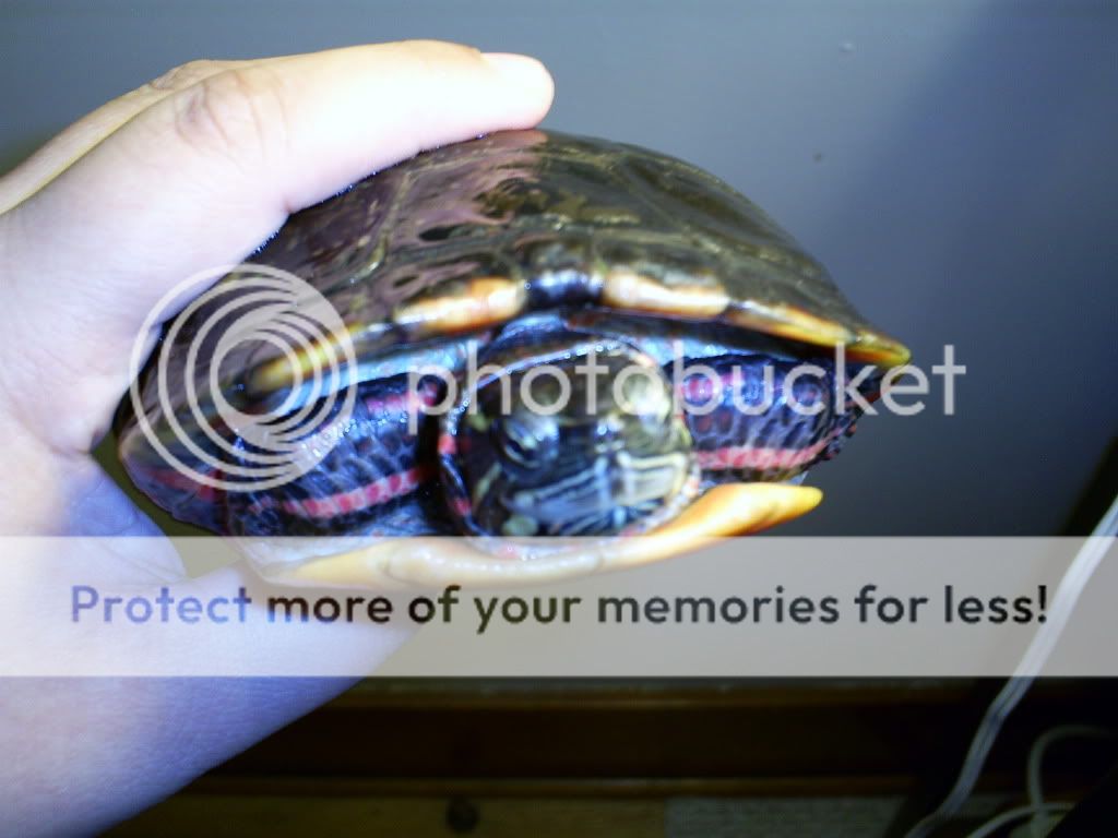 Painted turtle with Skin Fungus/disease? - Big Pond - Turtle Forum